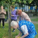 Štiri starejše ženske pobirajo sadeže, ki so padli iz drevesa.