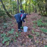 Moški v temni vetrovki in hlačah se sklanja nad tlemi gozda, z belo vedro ob strani, medtem ko išče kostanj. Gozd okoli njega je poln padajočega listja in razgibane vegetacije.