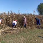 Skupina ljudi v predpasnikih in rutah obira koruzo na suhem polju. Skupina se sklanja, pobira in kopiči suhe koruzne stebla pred veliko koruzno njivo.